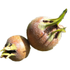 Medlar