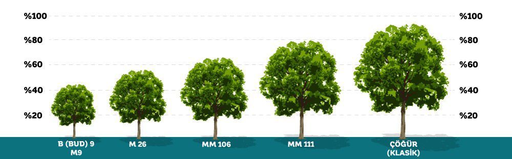 Apple Rootstocks | Demirel Kardeşler Fidancılık