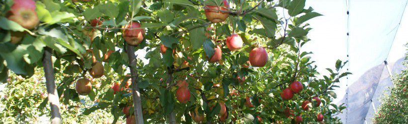 Advantages of Dwarf Fruit Tree Orchards
