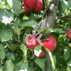 Galaval
