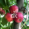 Galaval