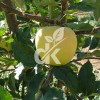 Golden Delicious