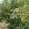 Golden Delicious