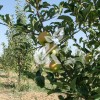 Golden Delicious