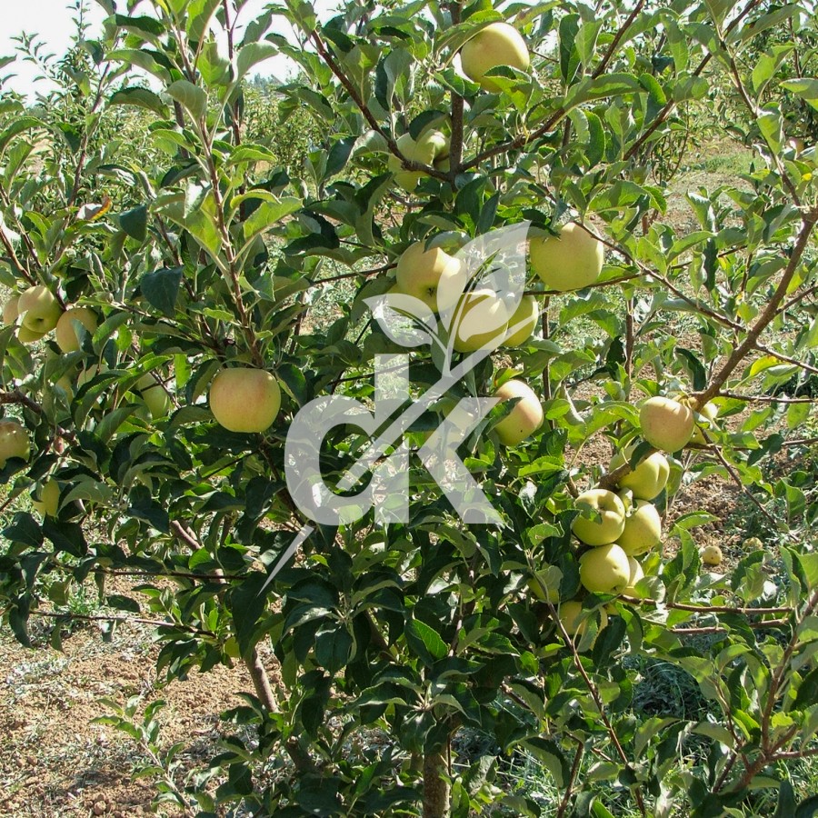Golden Delicious