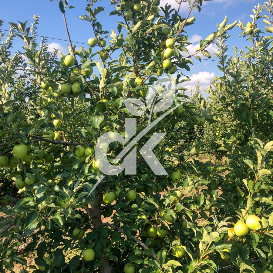 Granny Smith