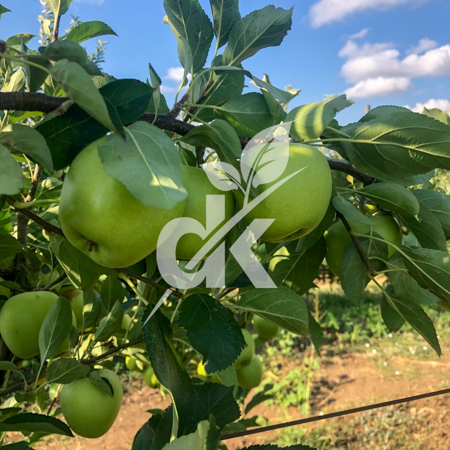 Granny Smith