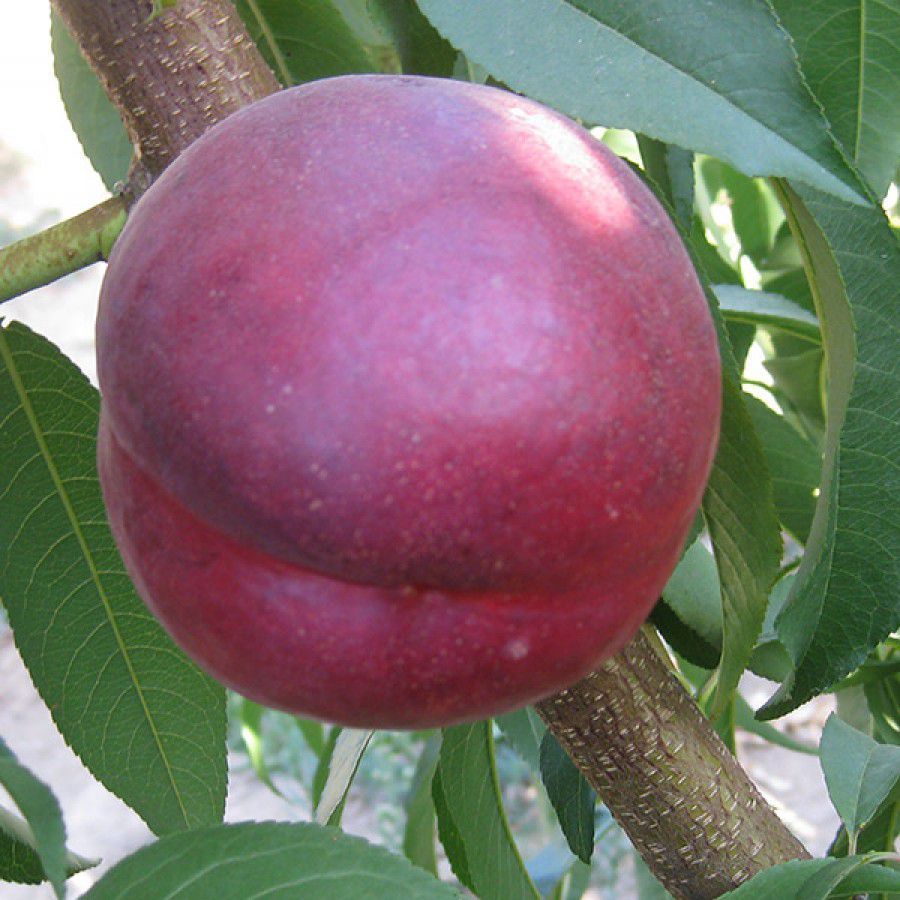 Персик нектарин рубиновый