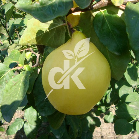 Eşme