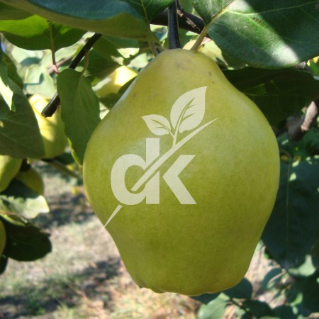 Limon