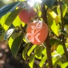 Rojo Brillante