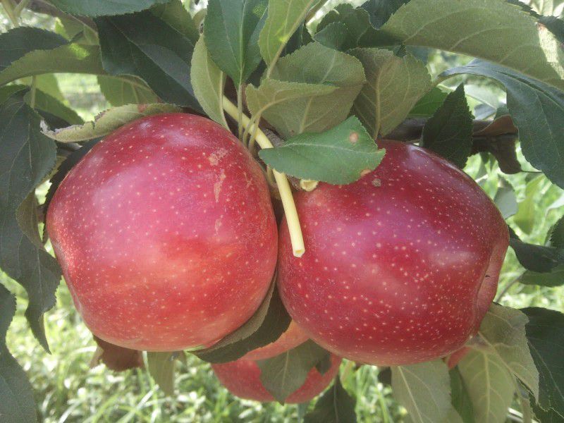 Buckeye Gala® Apple Tree - Stark Bro's