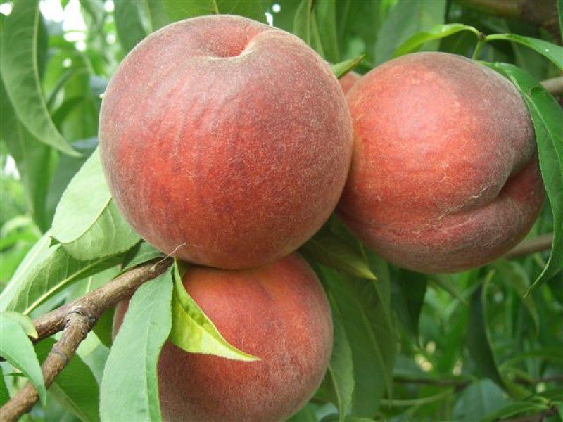 O'Henry Peaches Information and Facts