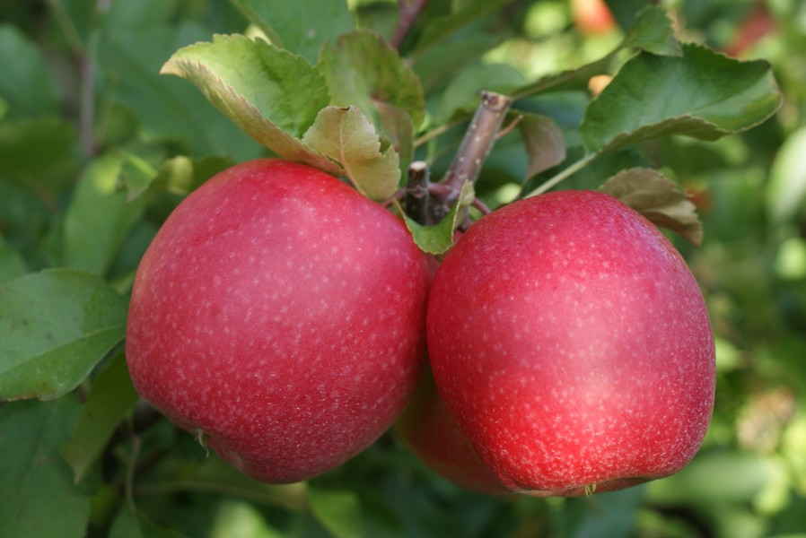 Pink Lady/Rosy Glow Apple Tree 20L - Just Berry Plants